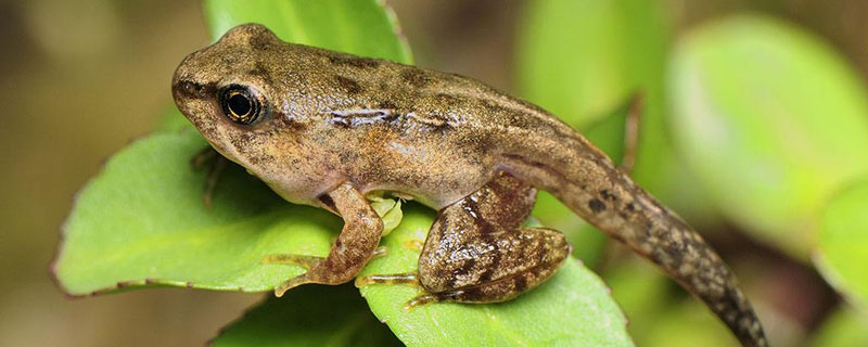 林蛙养殖需要什么手续（林蛙养殖技术）