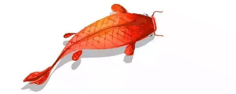 锦鲤是什么意思（锦鲤是什么意思网络用语）