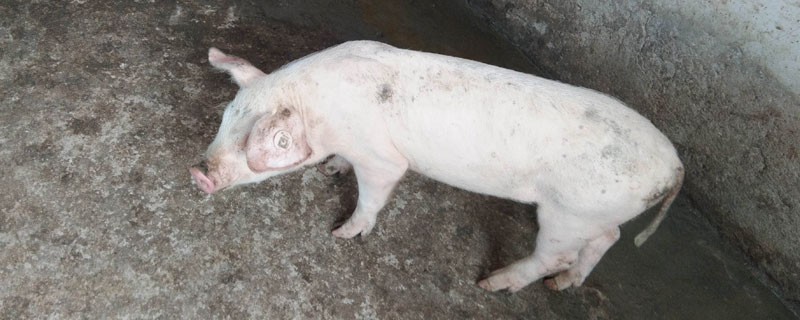 猪发烧不吃食怎么办 猪发烧不吃食怎么办用什么药