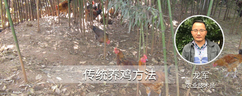 传统养鸡方法（养鸡新方法）
