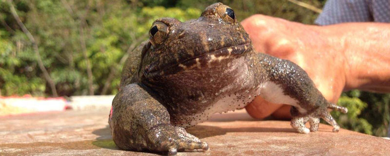 养石蛙国家有没有补贴 石蛙养殖是不是骗局