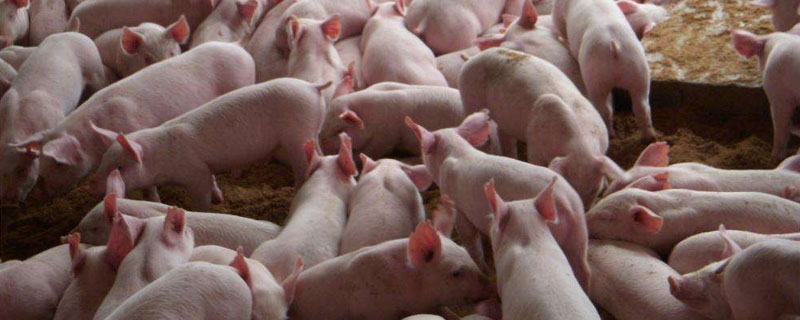 小猪出生多久剪牙断尾 小猪什么时候剪牙断尾