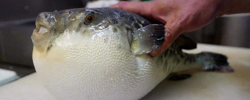 河豚有毒吗 人工养殖的河豚有毒吗