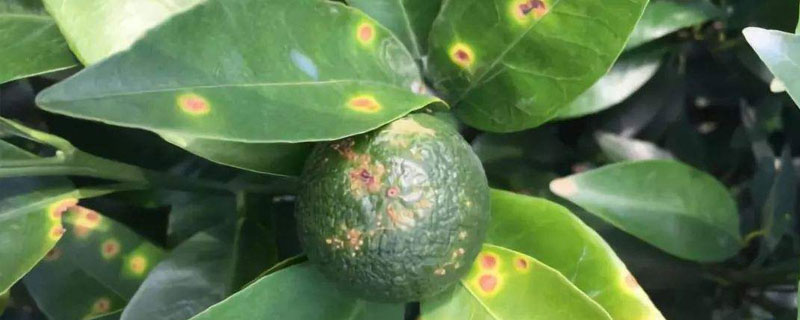 阿维高氯主要作用,防治蔬菜虫害和果树虫害