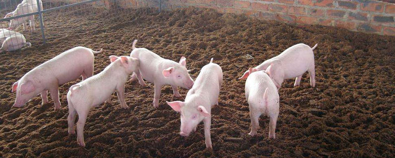 猪的日常管理 猪的日常管理工作