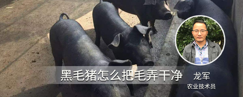 黑毛猪怎么把毛弄干净 黑猪猪皮深层的毛怎么去掉