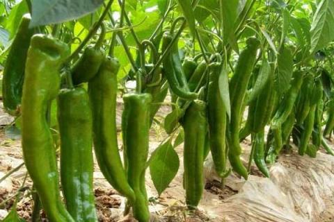 辣椒浇水时间,早上和晚上什么时候浇水好