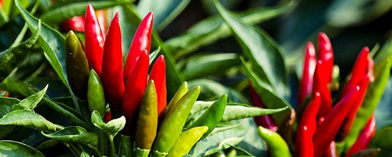 辣椒浇水时间,早上和晚上什么时候浇水好