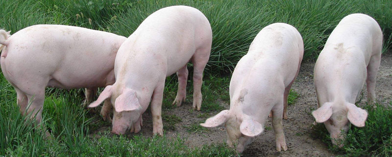 散养猪夏季怎么过（散养猪如何过冬）