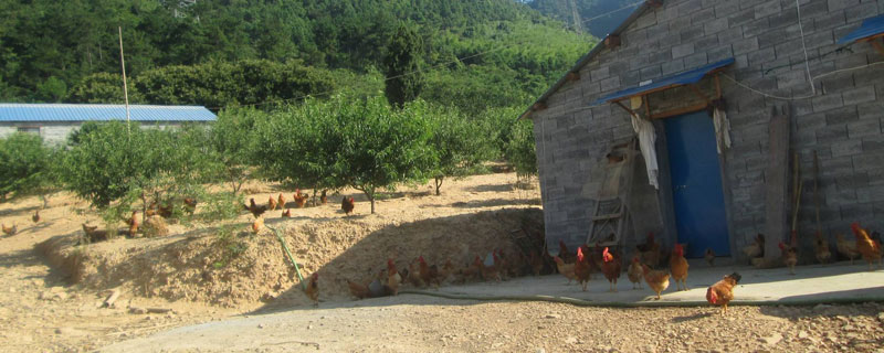 养鸡场能不能建在村庄（如何修建养鸡场）