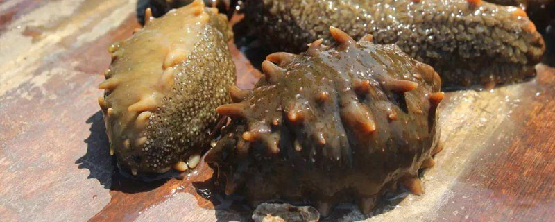 养海参需要注册吗 养海参需要什么条件