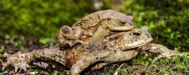 蟾蜍的寿命（蟾蜍的寿命有多长时间）