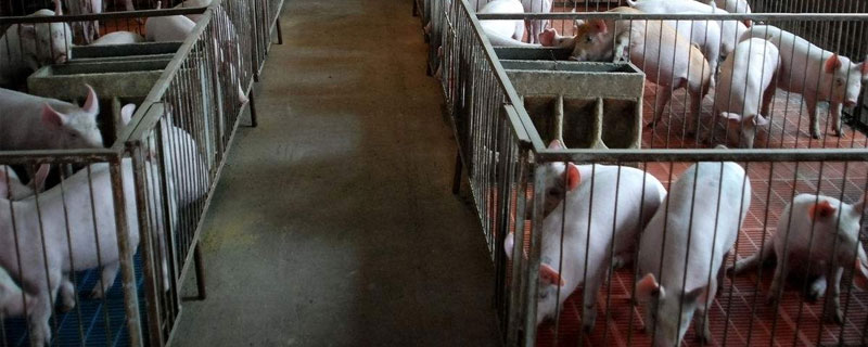 猪圈地面用什么材料 猪场地面用什么材质好