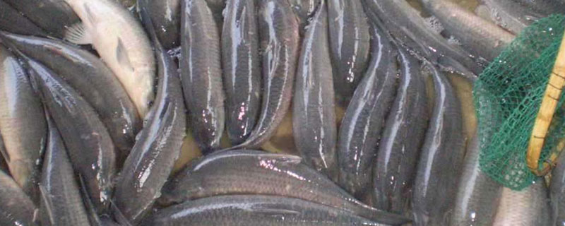 冬天青鱼怎么养 养殖青鱼冬天喂什么