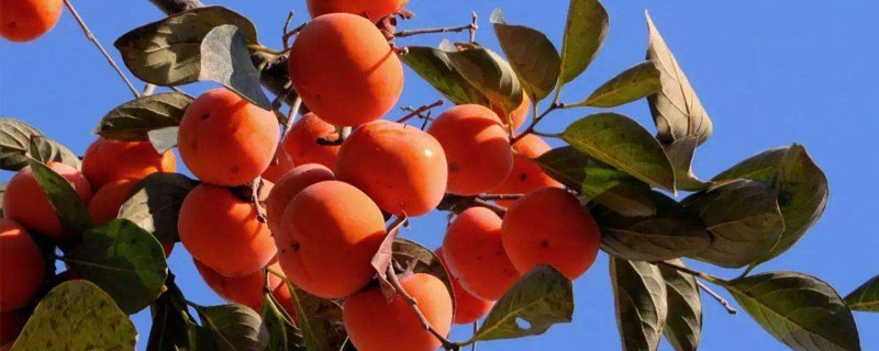 柿子的种类（柿子的种类与品种）