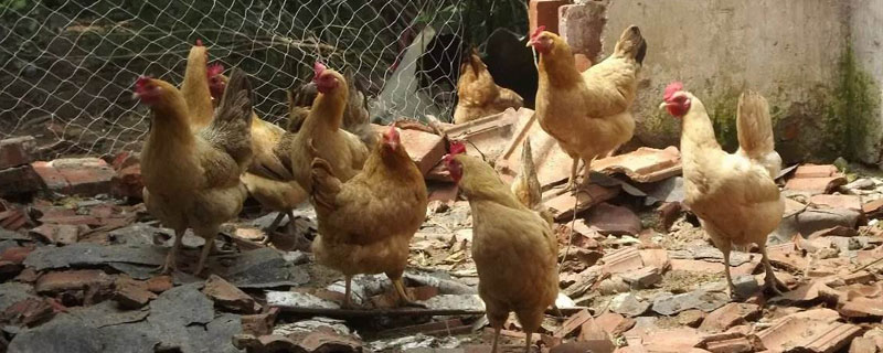 新手养鸡怎么打销路（自己养鸡怎么找销路）