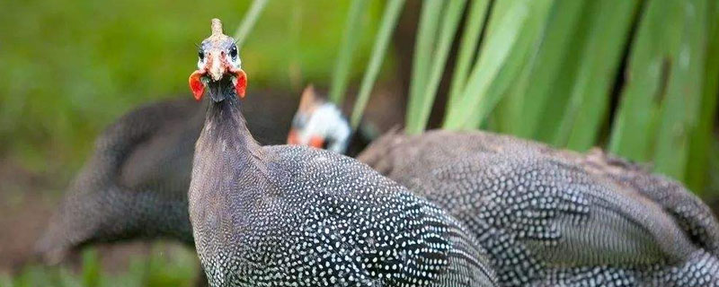 珍珠鸡是保护动物吗 珍珠鸡属于什么动物