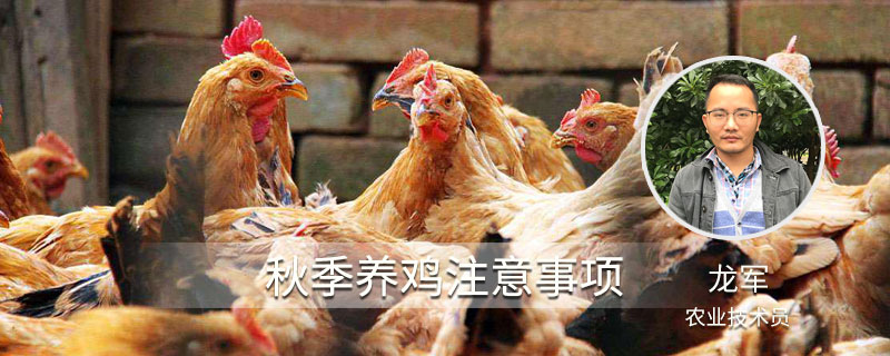 秋季养鸡注意事项（秋季养鸡需要做什么防控?）