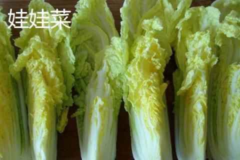 娃娃菜与大白菜的区别是什么 娃娃菜是白菜吗