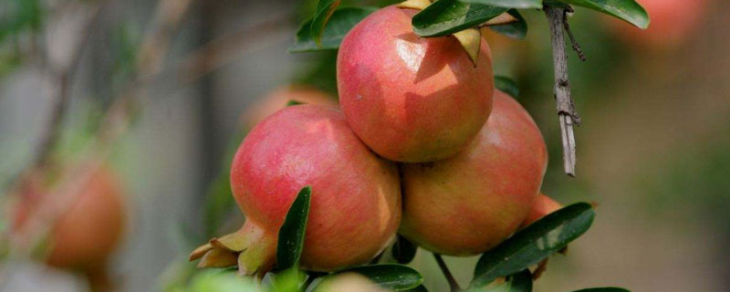 石榴的种类 石榴的种类和图片