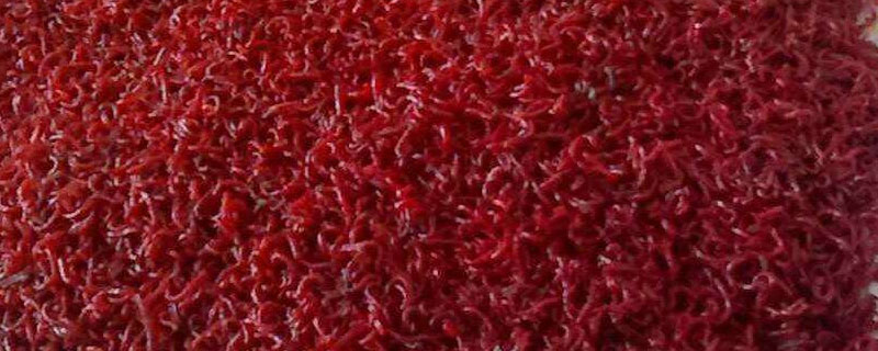 钓鱼的红虫怎么养（钓鱼的红虫怎么养法）