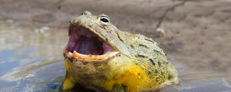 牛蛙的好处 多吃牛蛙的好处