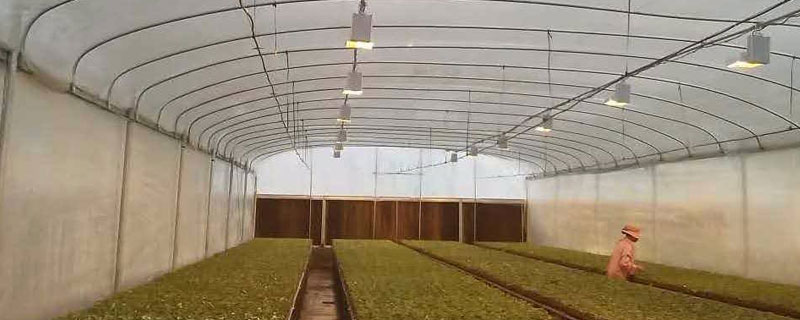 一个大棚需要几个补光灯 大棚补光灯可以用普通lED灯