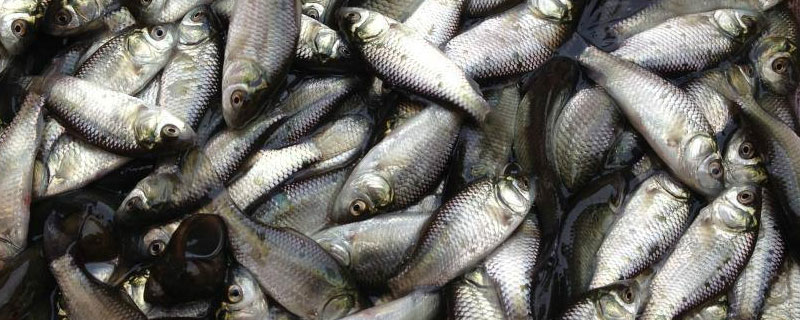 鲫鱼养殖温度(鲫鱼养殖温度是多少)