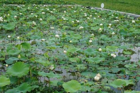 荷花种苗是什么