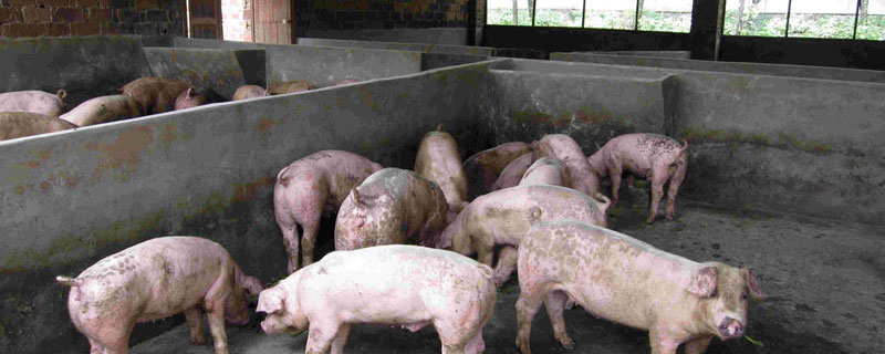 猪圈什么时间消毒 猪圈什么时间消毒最好