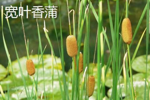 宽叶香蒲是象牙菜吗 宽叶香蒲和象牙菜的区别是什么