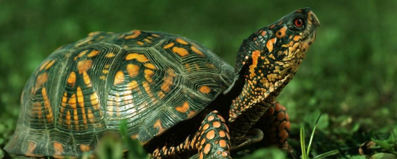 乌龟的种类 乌龟的种类和图片