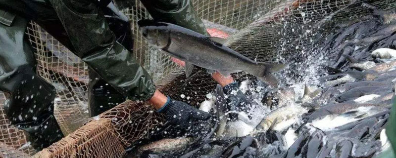 鱼塘亩产量,高达千斤以上