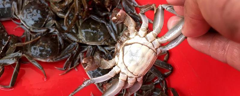 蟹苗放养的时间，放养前要注意哪些 蟹苗放养的时间,放养前要注意哪些事项