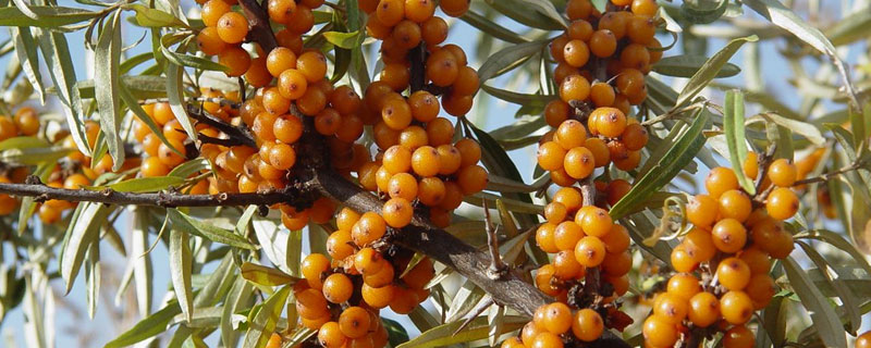 适合内蒙古种植的药材（内蒙古盛产什么药材）