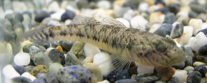 珍珠石斑鱼是石斑鱼吗 石斑鱼是什么样的