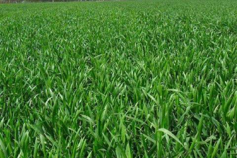 小麦返青期时间