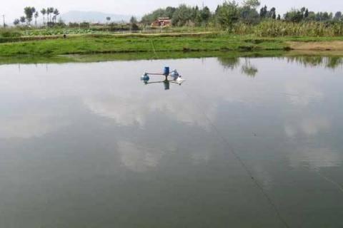 麦穗鱼高密度养殖