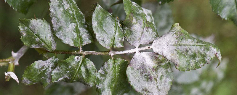 三唑酮的作用 三唑酮的作用和用途