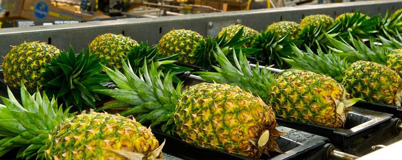 菠萝种类有哪些(菠萝有几种品种及菠萝品种哪个好吃)