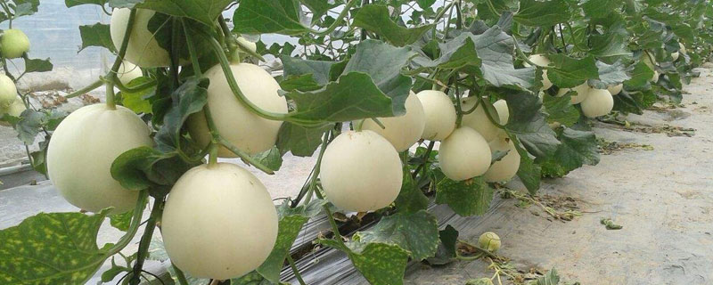 甜瓜品种 甜瓜品种那么多,哪种最好吃