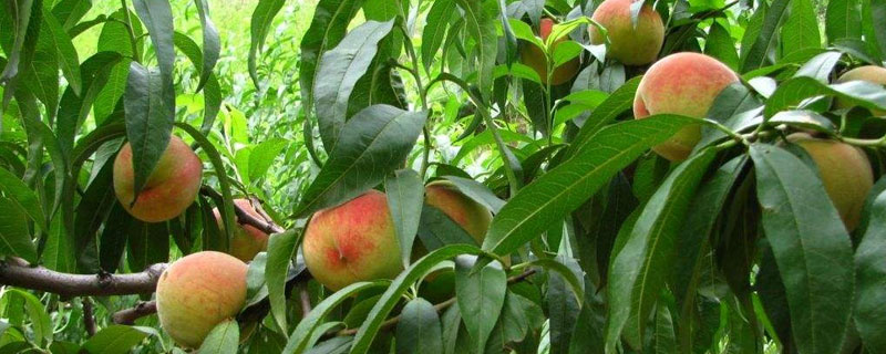 春季桃树用什么药 桃树早春打什么药