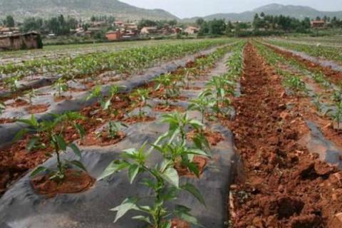 辣椒浇水时间,早上和晚上什么时候浇水好