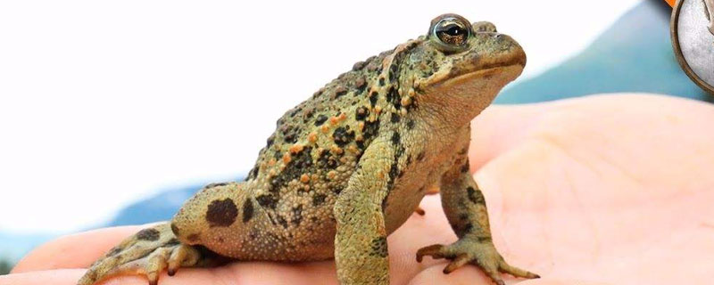 蟾蜍的毒性能毒死人吗（摸了蟾蜍的毒性能毒死人吗）