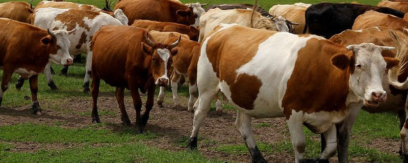 牛羊饲料添加剂配方，不知道哪家好 牛羊饲料配方技术问答