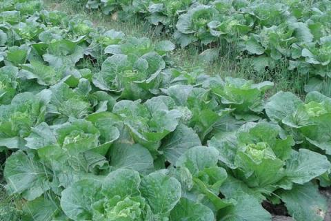 苯醚甲环唑会抑制生长吗?会抑制苗期生长(含使用方法)