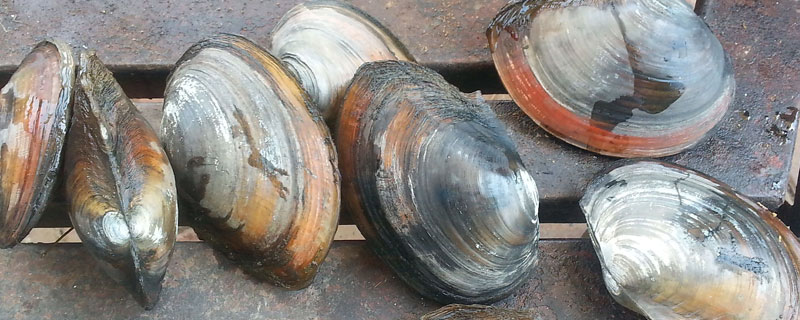 河蚌怎么养出珍珠(河蚌怎么养出珍珠么会有彩色珍珠)