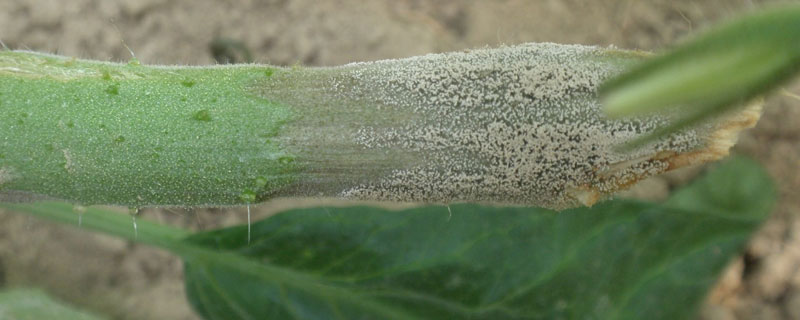 嘧霉胺使用禁忌,和其它杀菌剂交替或轮换施用