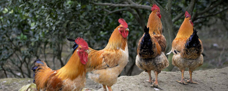 果园养鸡好还是养鹅好 鸡场养鹅有什么好处