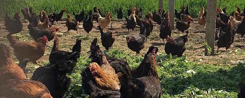 狼山鸡能长多大（山鸡可以长多大）